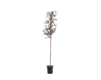 PINE ARTIFICIAL PLANT WITH POT