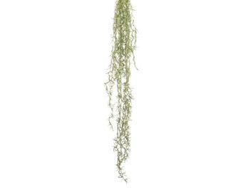 فرع نبات صناعى ساليس توين